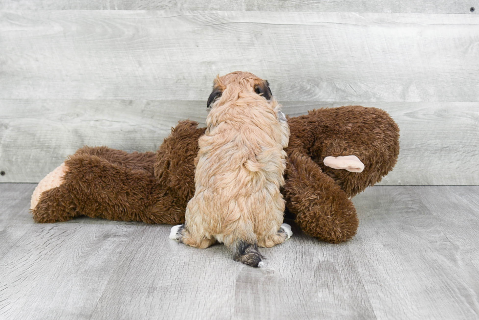 Havanese Puppy for Adoption