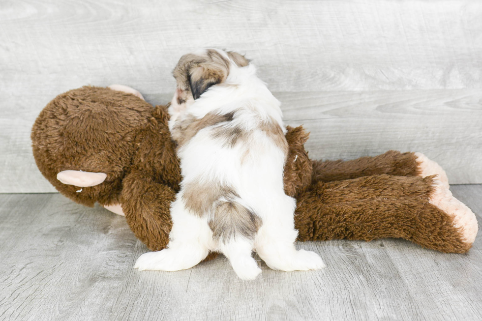 Little Shichon Designer Puppy