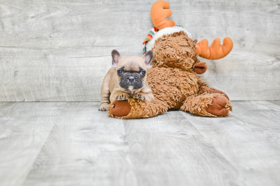 Small French Bulldog Baby