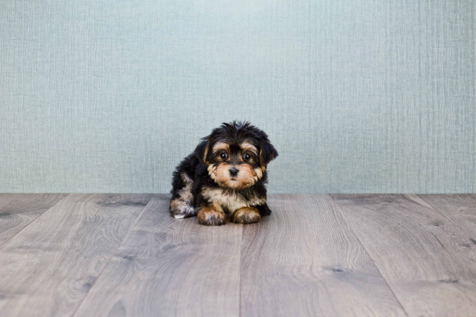 Adorable Yorkie Designer Puppy