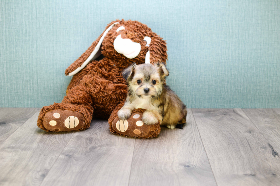 Morkie Puppy for Adoption