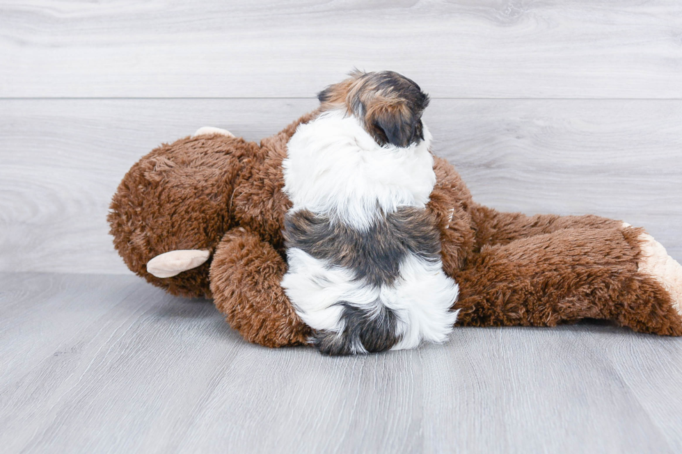 Teddy Bear Pup Being Cute