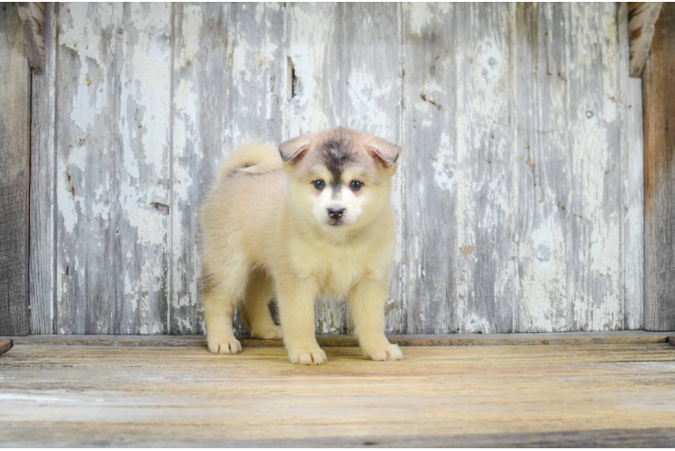 Hypoallergenic Mini Husky Designer Puppy