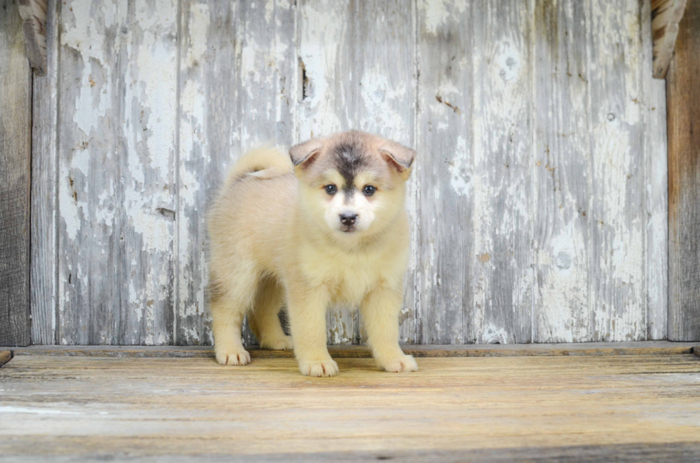 Hypoallergenic Mini Husky Designer Puppy