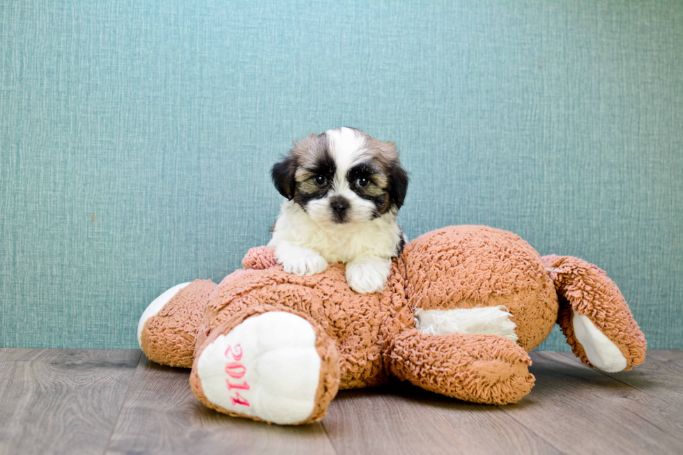 Popular Teddy Bear Designer Pup