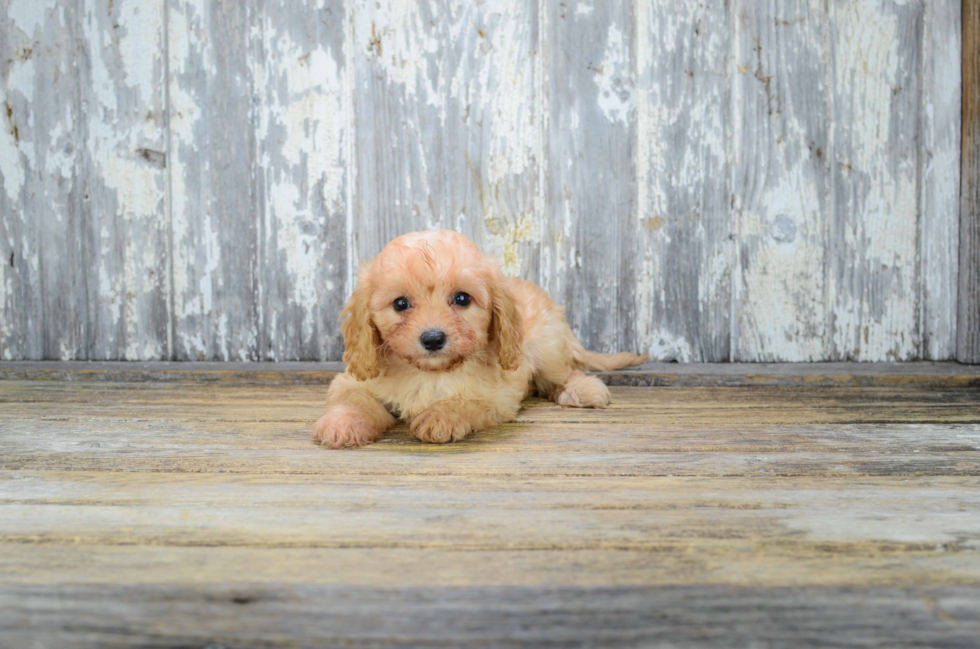 Cavapoo Pup Being Cute