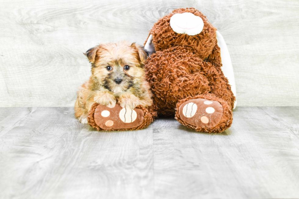 Morkie Pup Being Cute