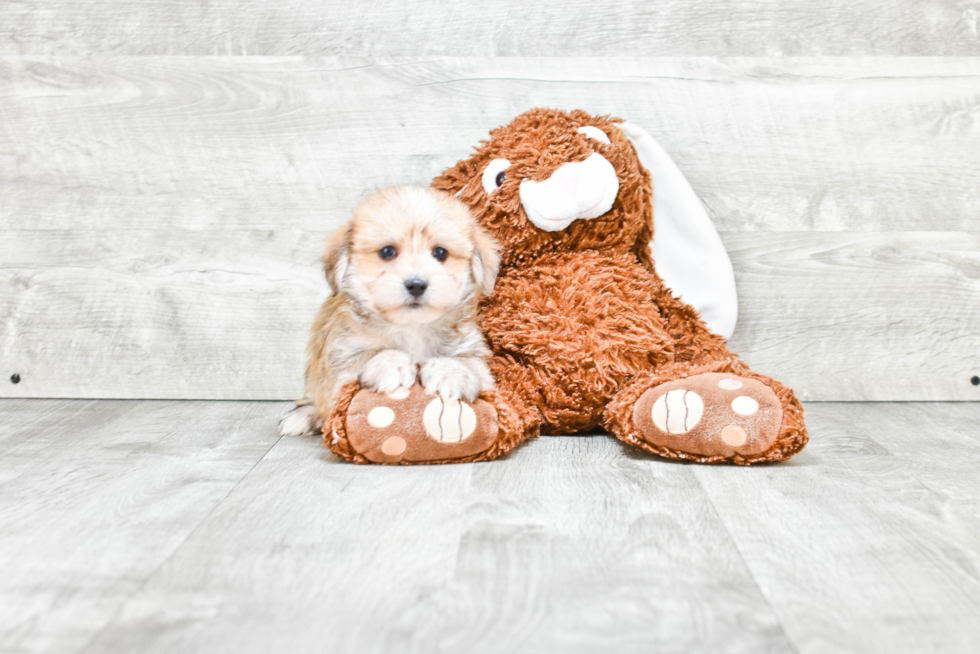 Little Yorkie Designer Puppy