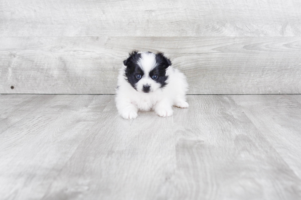Cute Pomeranian Purebred Puppy