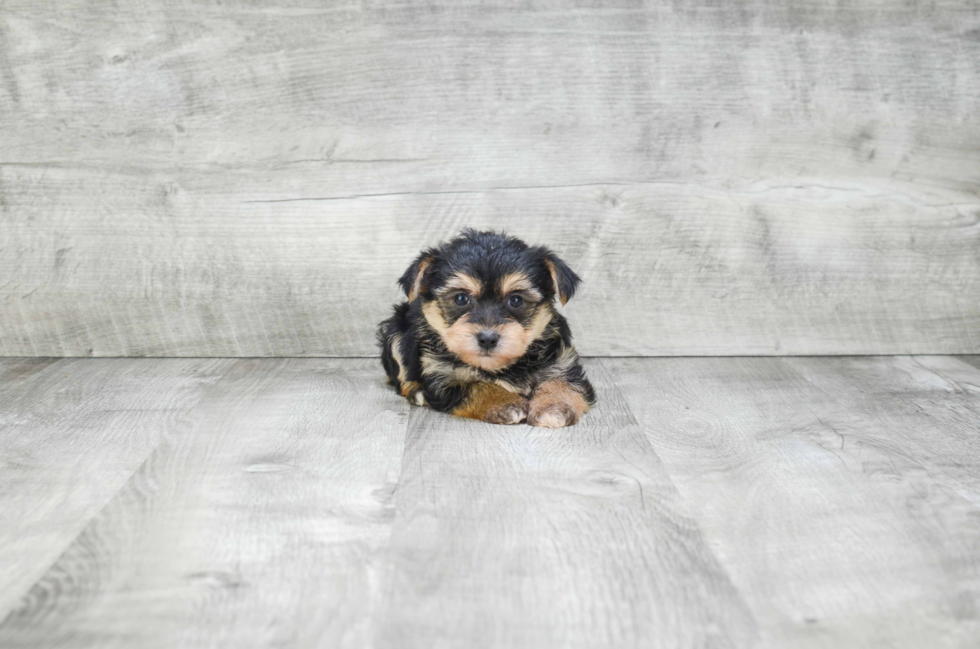 Playful Yorkie Designer Puppy