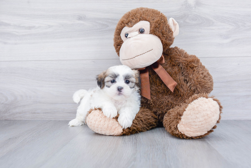 Best Teddy Bear Baby