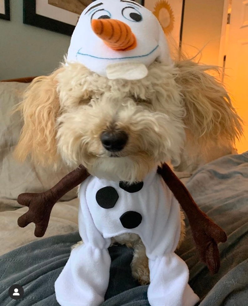 Funny Bichapoo Poodle Mix Pup