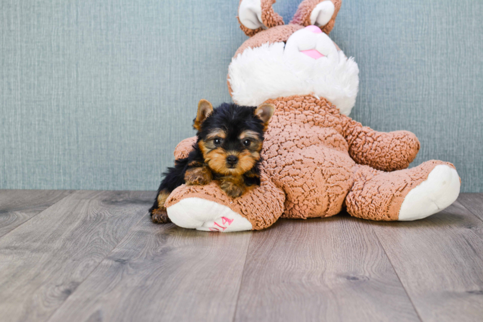 Meet Twinkle - our Yorkshire Terrier Puppy Photo 