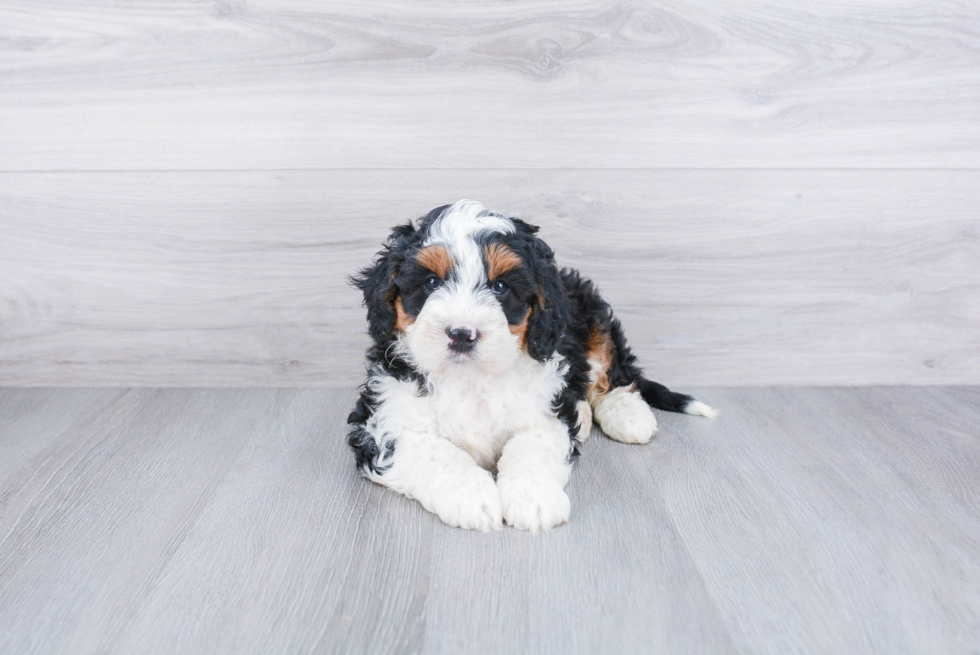 Little Bernadoodle Poodle Mix Puppy