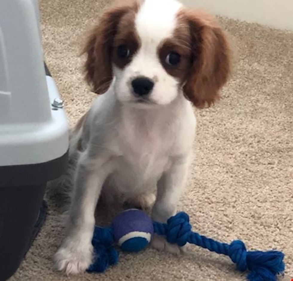 Sweet Cavalier King Charles Spaniel Purebred Pup