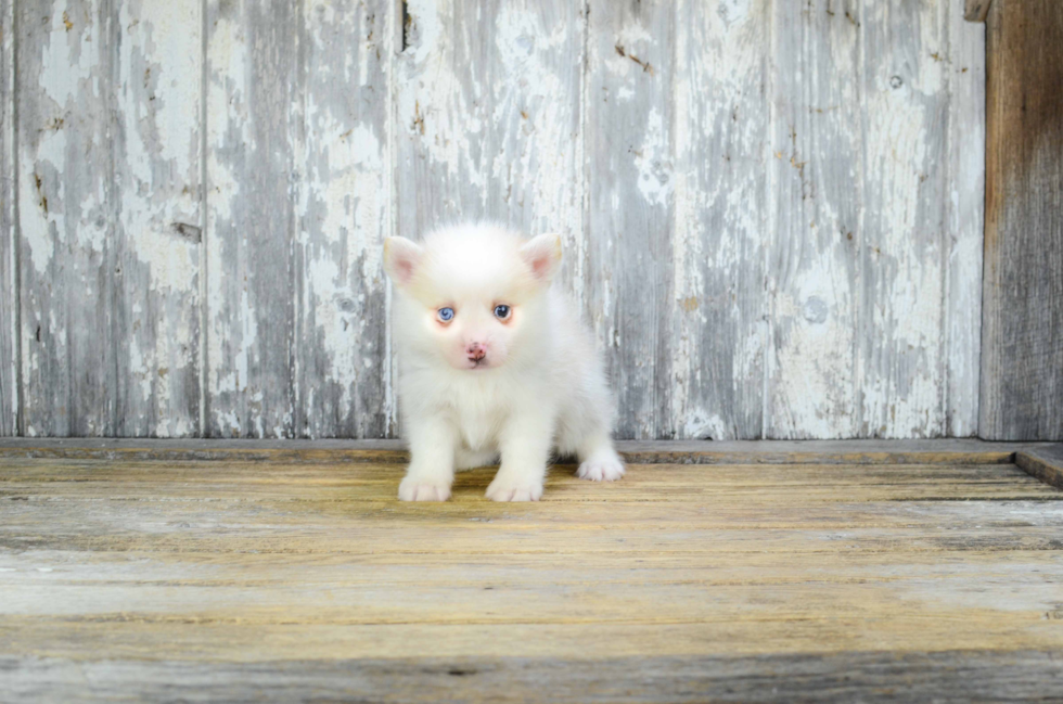 Petite Pomsky Designer Pup