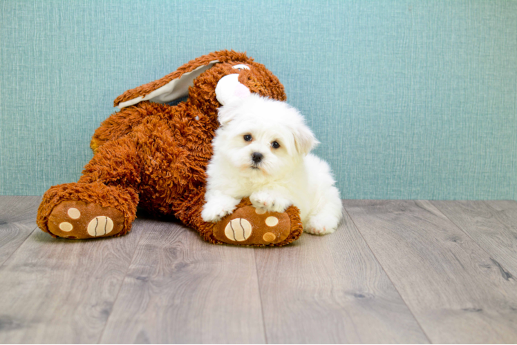 Smart Maltipoo Poodle Mix Pup