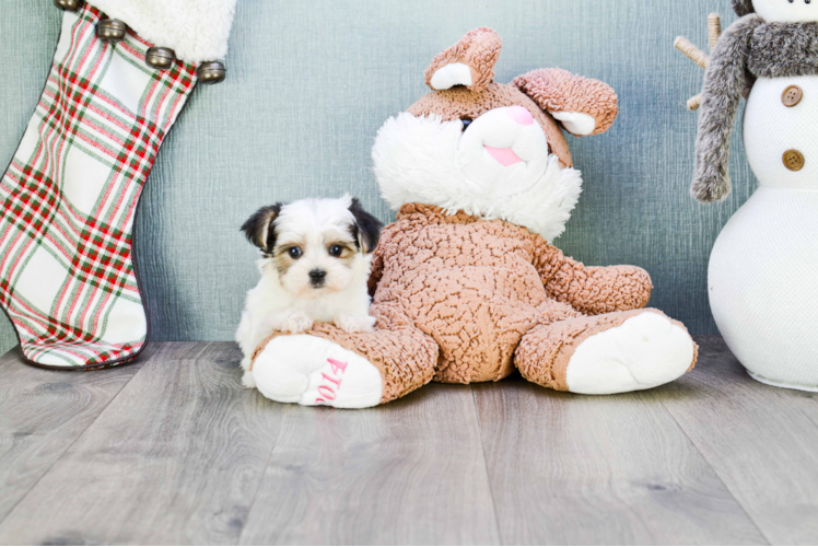Friendly Morkie Baby