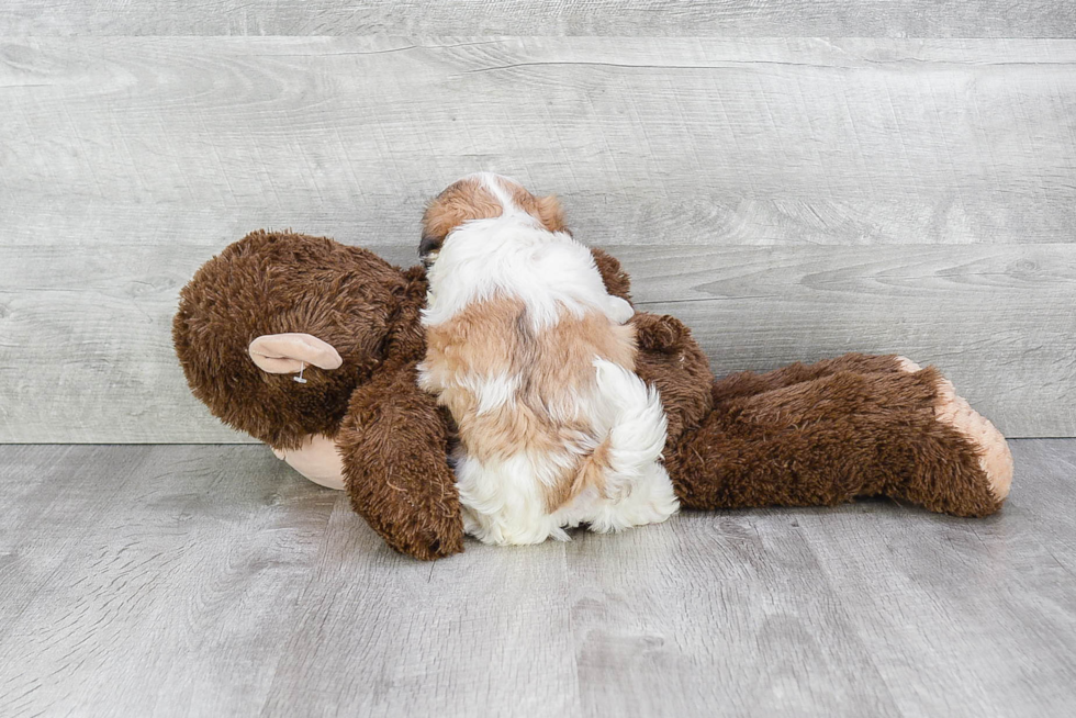 Teddy Bear Puppy for Adoption