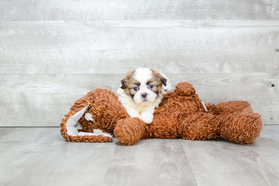 Petite Teddy Bear Designer Pup