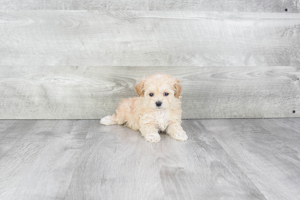Best Maltipoo Baby