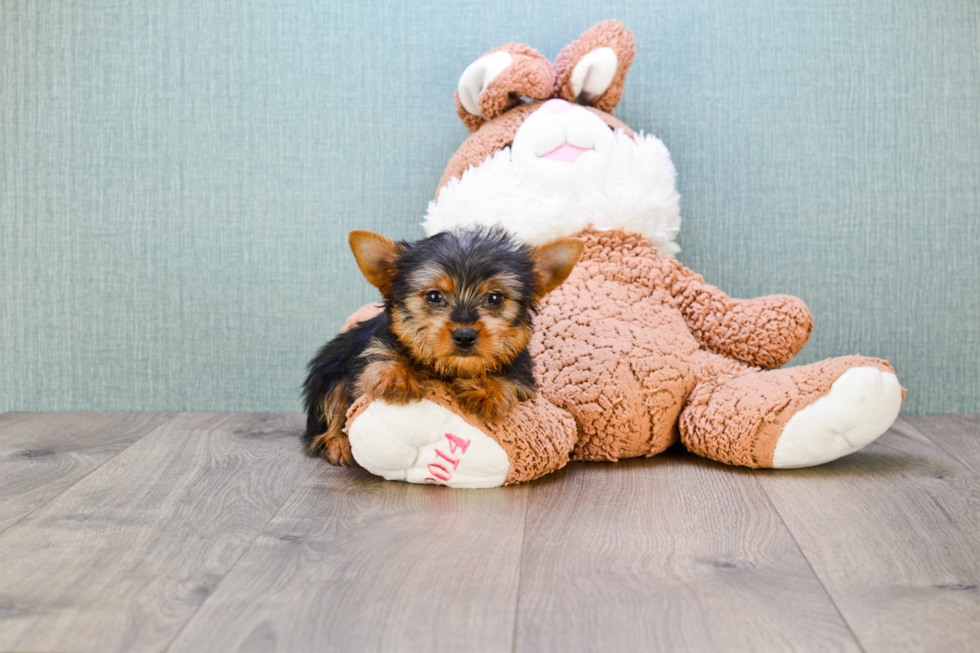 Meet Stevo - our Yorkshire Terrier Puppy Photo 