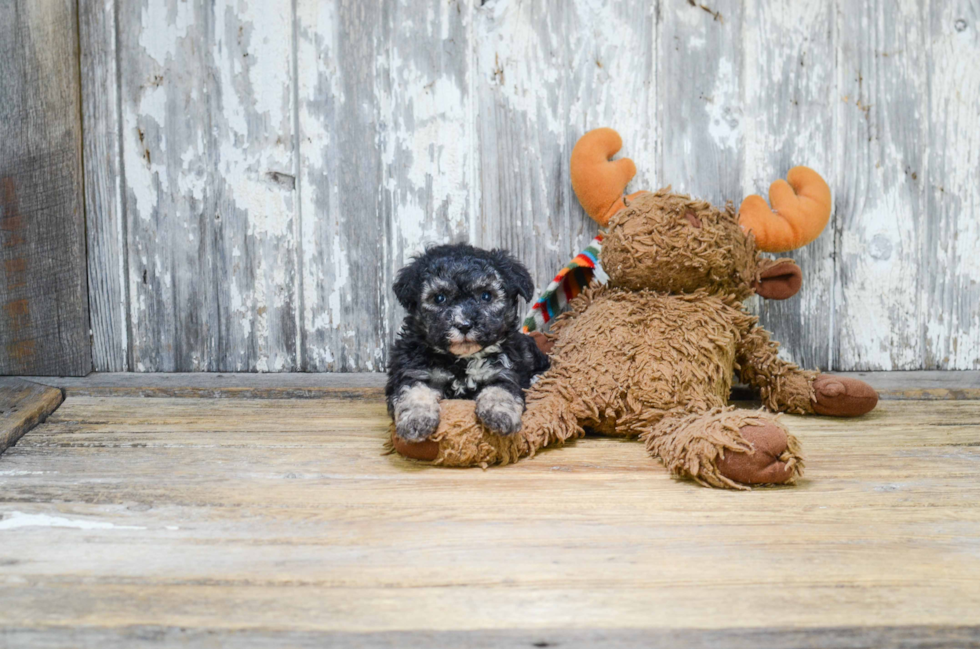 Morkie Pup Being Cute