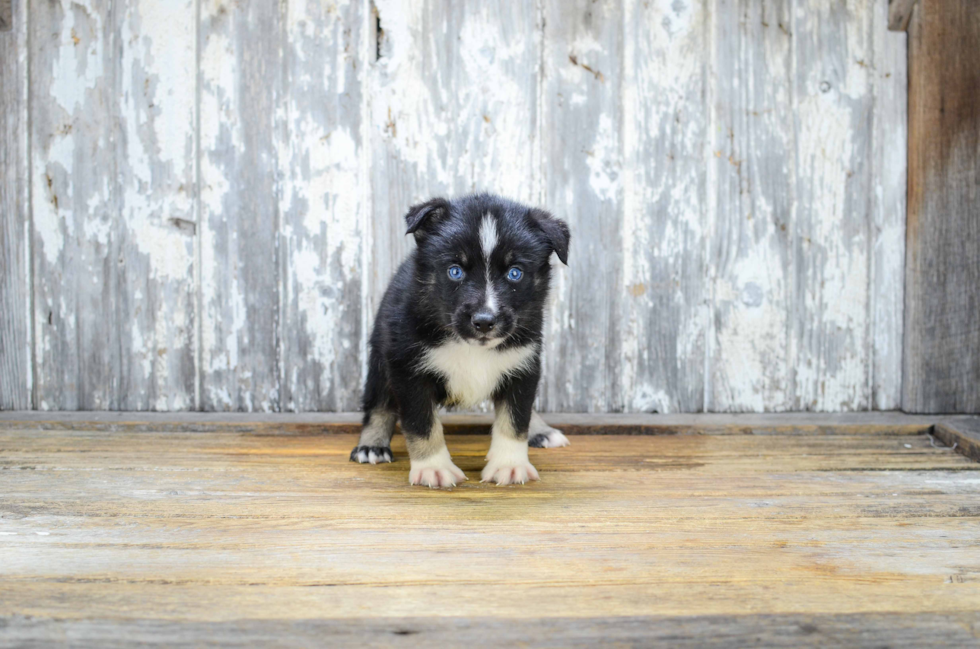 Pomsky Pup Being Cute