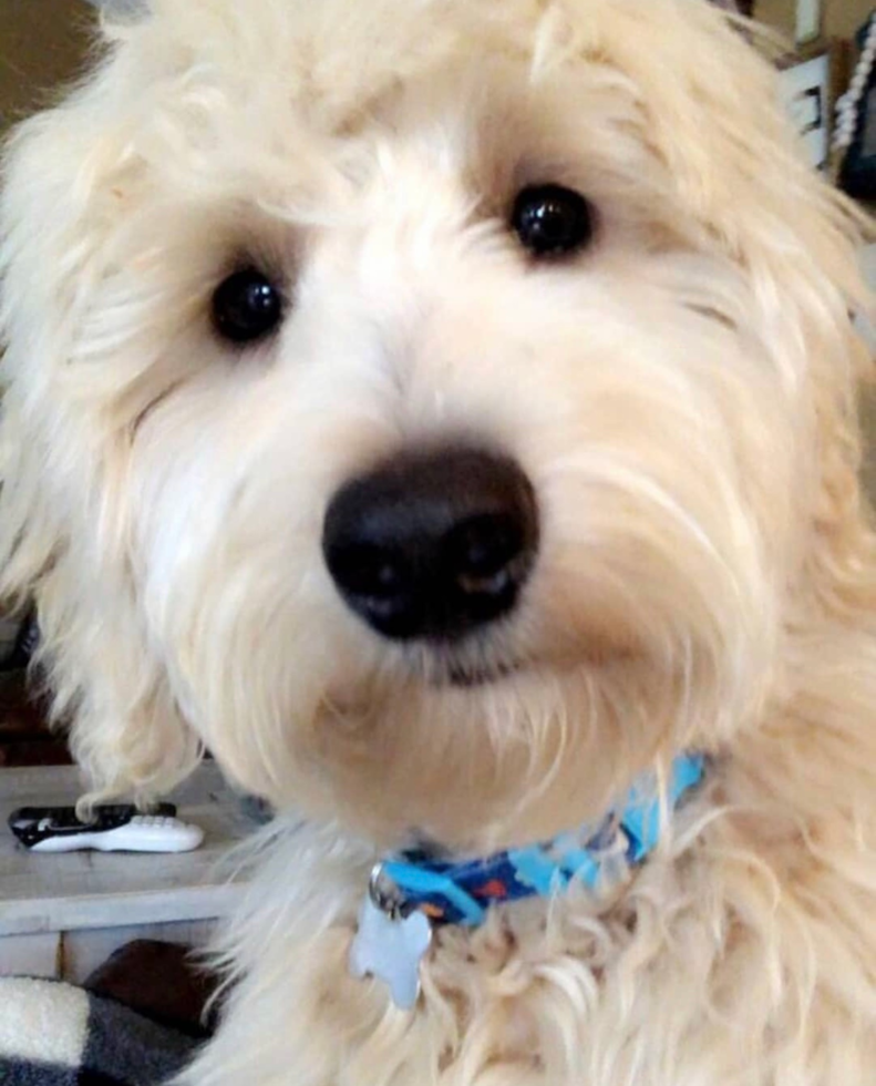 Small Mini Goldendoodle Pup