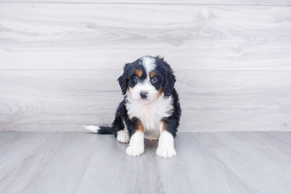 Best Mini Bernedoodle Baby