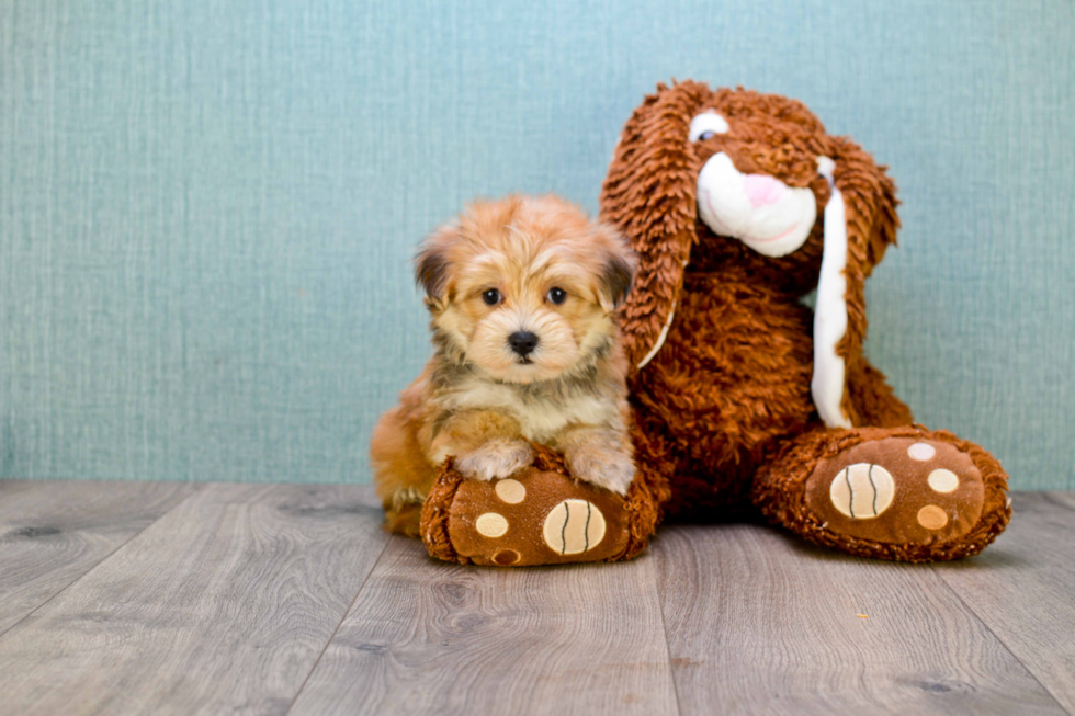 Hypoallergenic Yorkie Designer Puppy