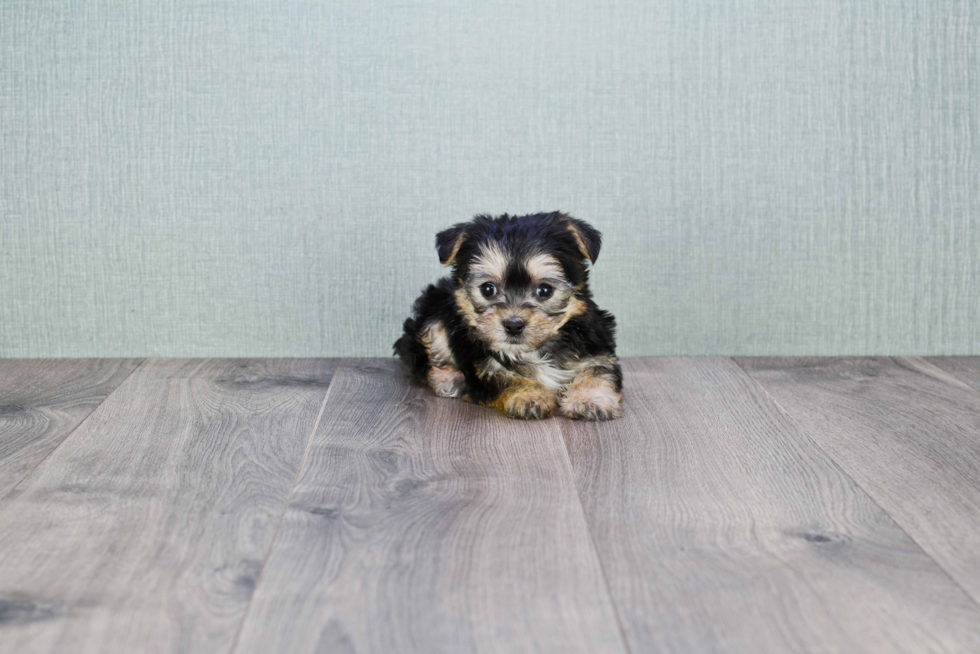 Best Morkie Baby