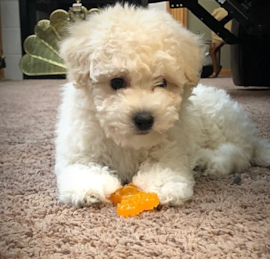 Maltepoo Puppies For Sale - Premier Pups