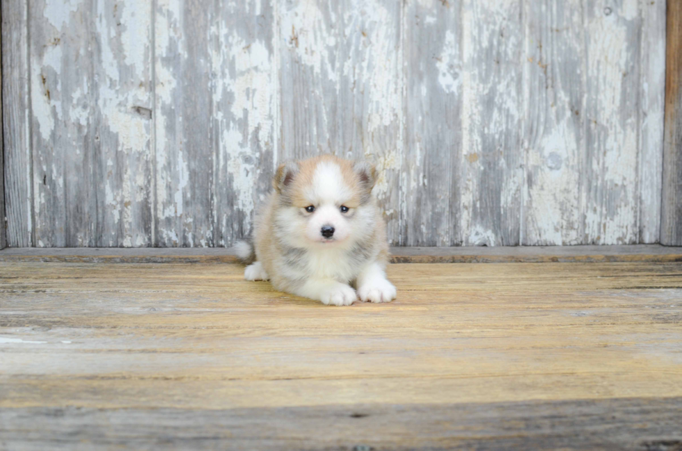Popular Pomsky Designer Pup