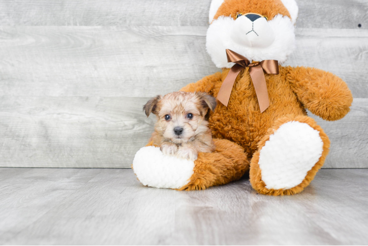 Little Yorkie Designer Puppy