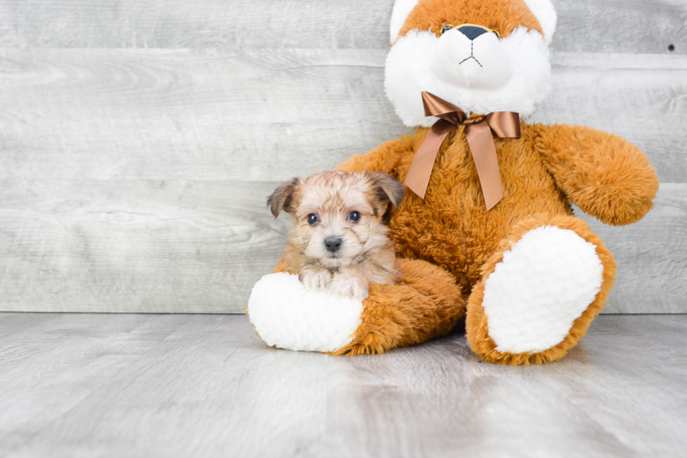 Little Yorkie Designer Puppy