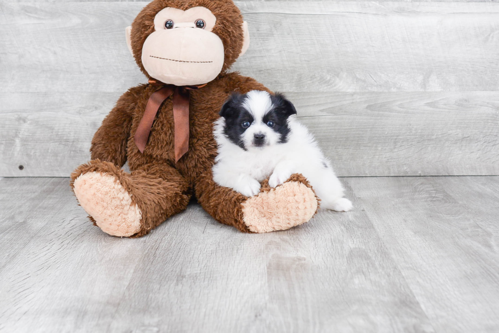 Funny Pomeranian Baby