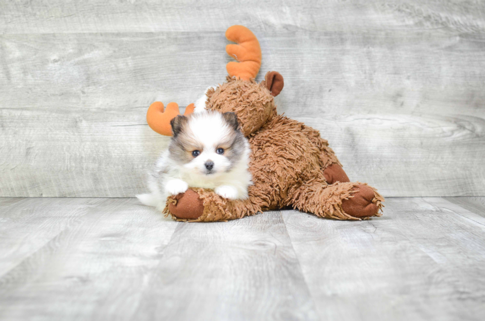 Fluffy Pomeranian Purebred Puppy