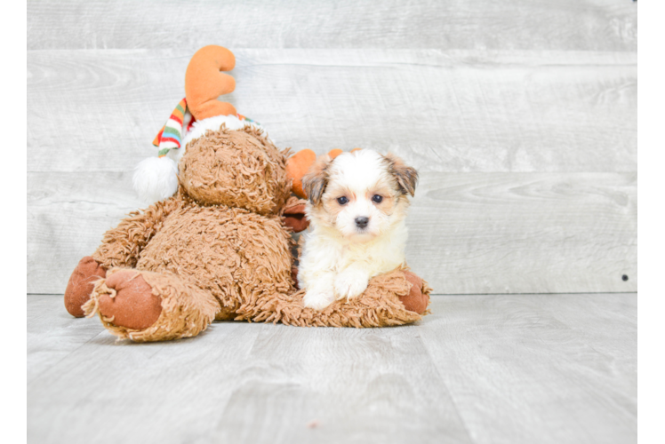 Playful Yorkie Designer Puppy