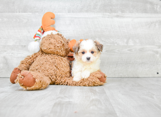 Playful Yorkie Designer Puppy