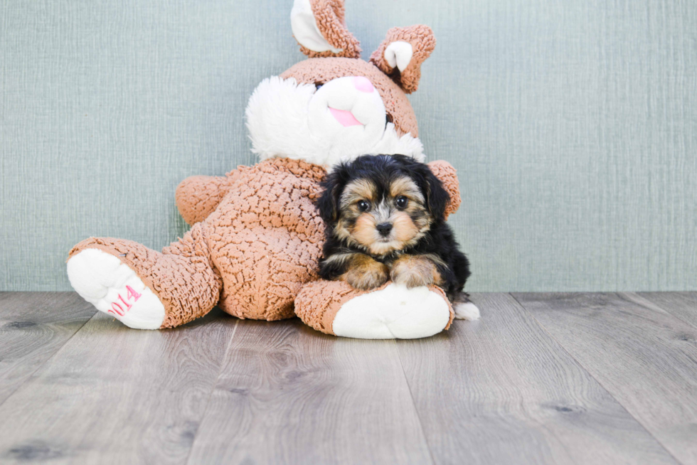 Morkie Puppy for Adoption