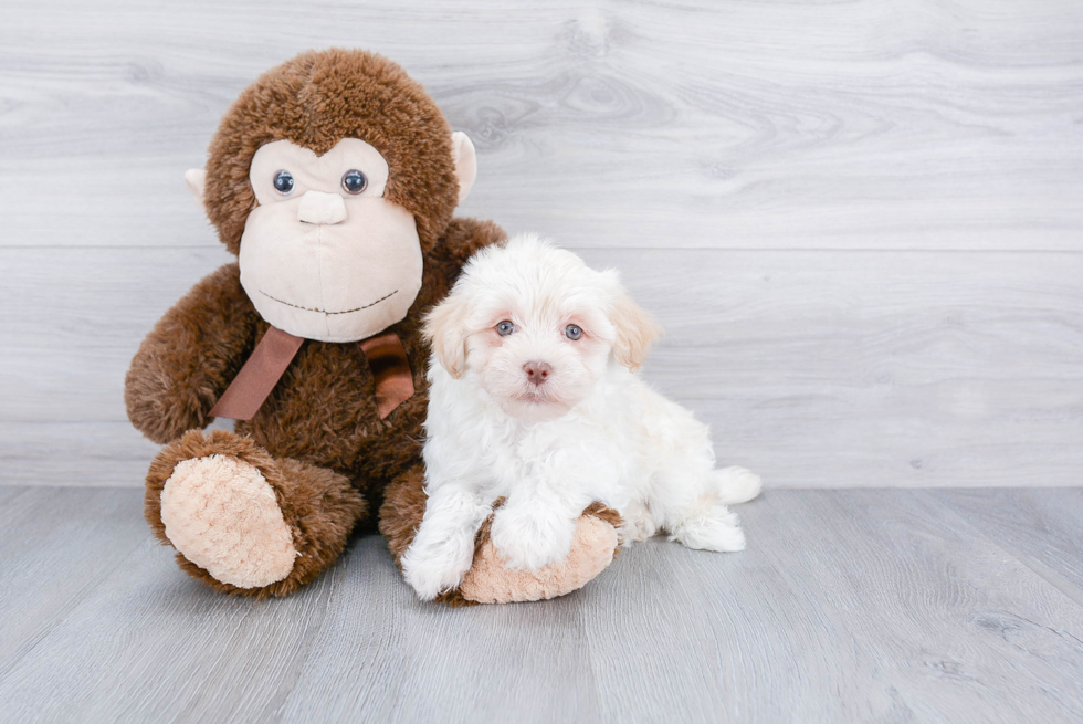 Popular Havanese Purebred Pup