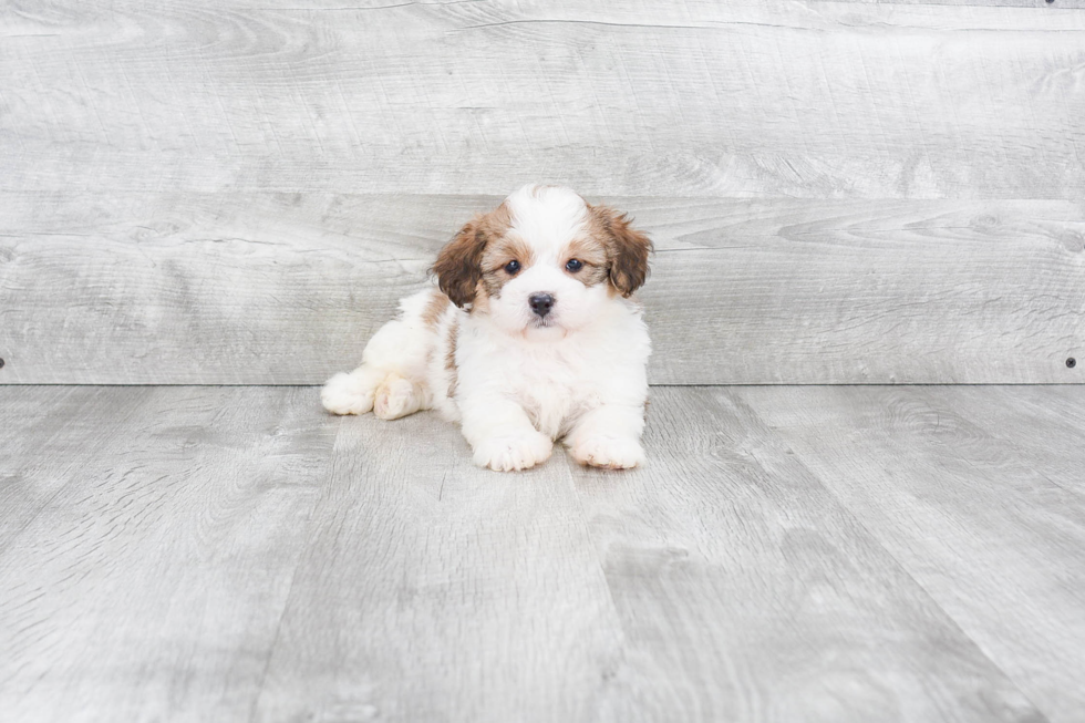 Best Mini Bernedoodle Baby