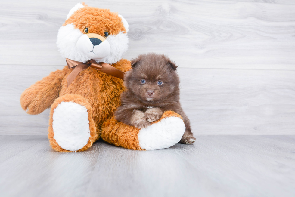 Hypoallergenic Pomeranian Purebred Pup