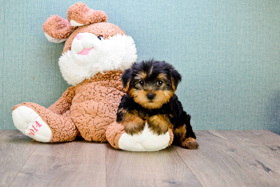 Meet Jeremy - our Yorkshire Terrier Puppy Photo 