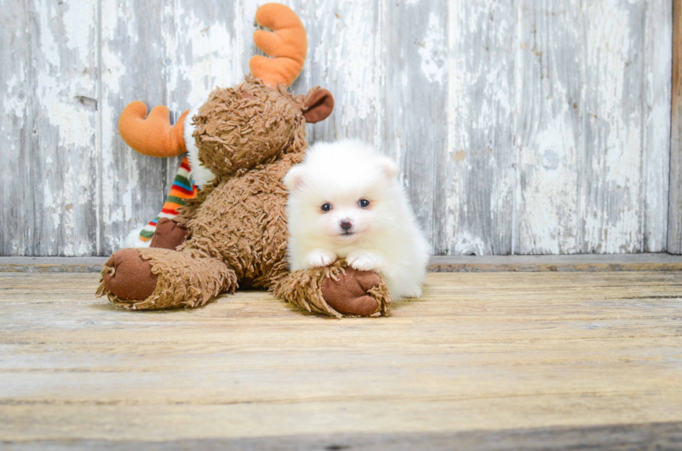 Akc Registered Pomeranian Baby