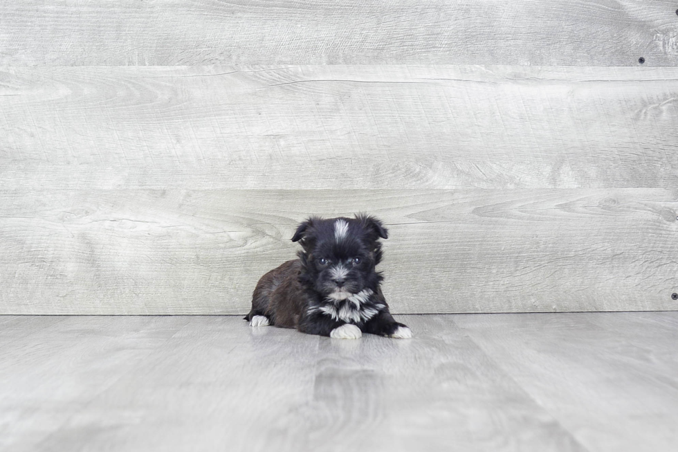 Smart Morkie Designer Pup