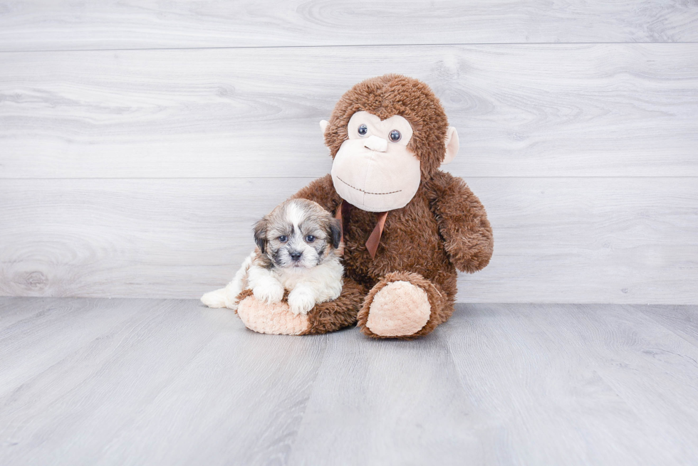 Smart Teddy Bear Designer Pup