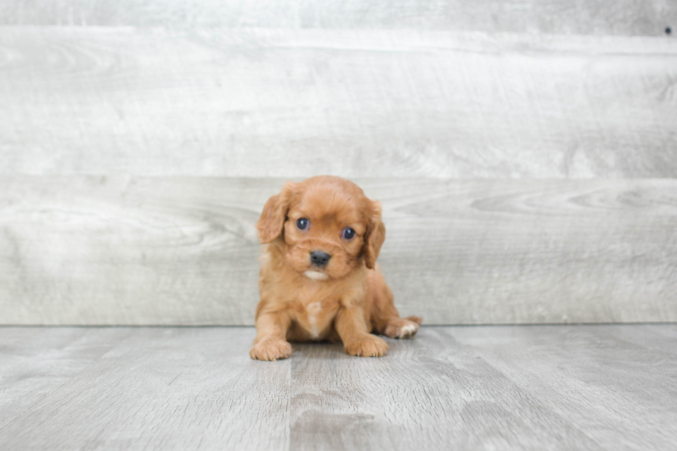 Little Cavalier King Charles Spaniel Baby