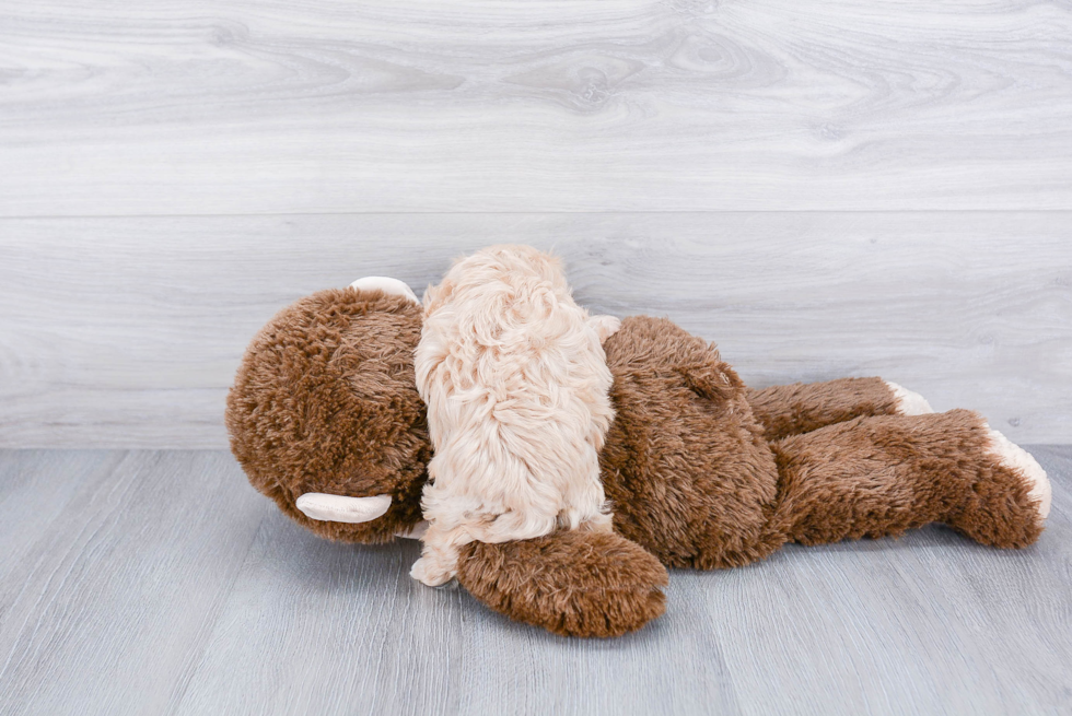 Maltipoo Puppy for Adoption